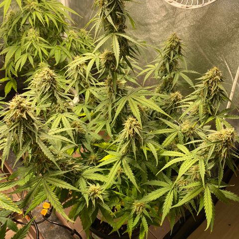 Gorilla Glue Auto #2 growlog timeline photo