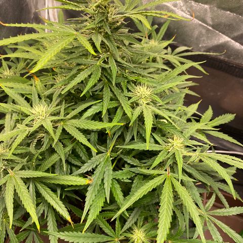 Gorilla Zkittlez Auto #1 growlog timeline photo