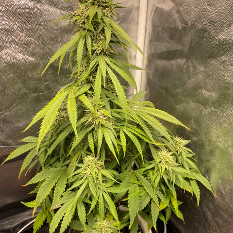 Gorilla Zkittlez Auto #2 growlog timeline photo