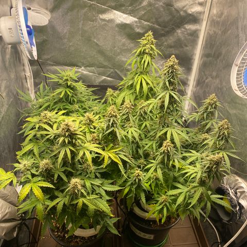 Gorilla Glue Auto #1 growlog timeline photo