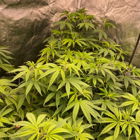 Mimosa Evo #2 growlog timeline photo