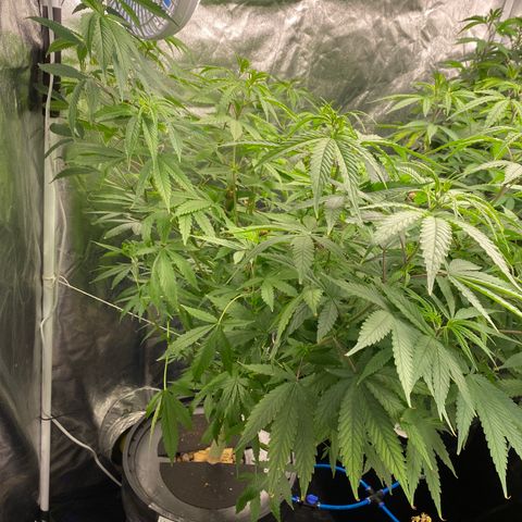 Medical Grape CBD #2 growlog timeline photo