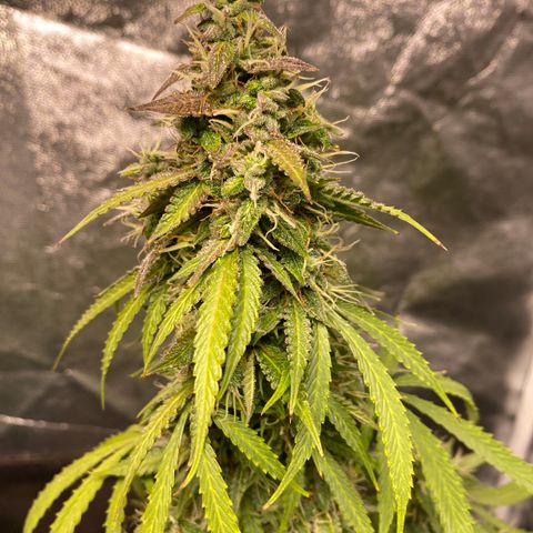 Gorilla Zkittlez Auto #2 growlog timeline photo