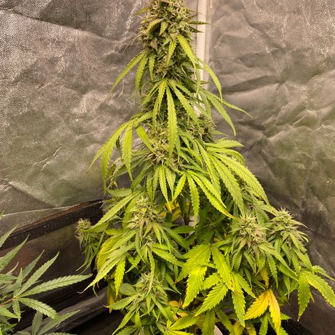 Gorilla Zkittlez Auto #2 growlog timeline photo