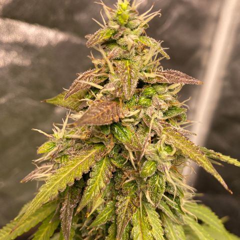Gorilla Zkittlez Auto #2 growlog timeline photo
