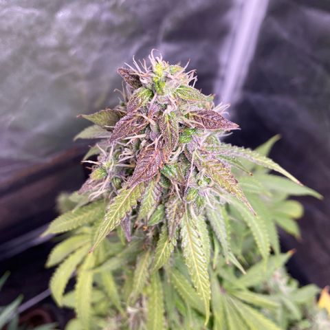 Gorilla Zkittlez Auto #2 growlog timeline photo
