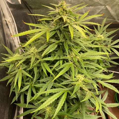 Gorilla Zkittlez Auto #1 growlog timeline photo