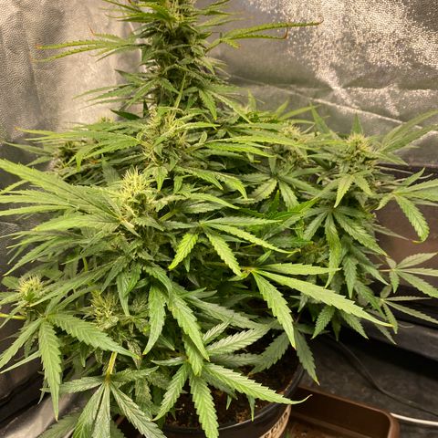Gorilla Zkittlez Auto #1 growlog timeline photo