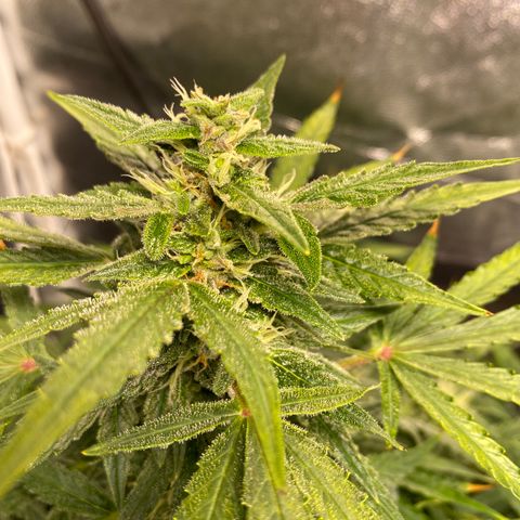 Gorilla Zkittlez Auto #1 growlog timeline photo