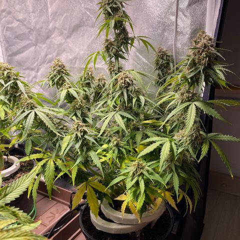 Gorilla Glue Auto #2 growlog timeline photo