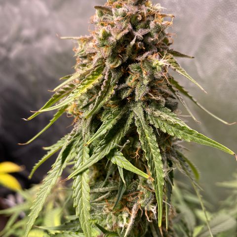Gorilla Glue Auto #2 growlog timeline photo