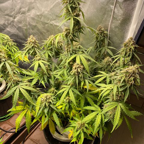 Gorilla Glue Auto #2 growlog timeline photo