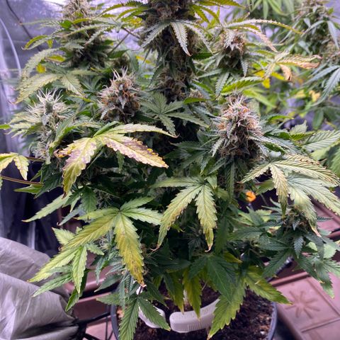 Gorilla Glue Auto #1 growlog timeline photo