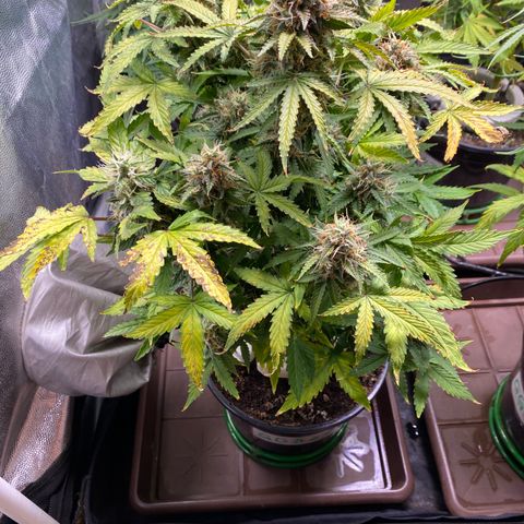 Gorilla Glue Auto #1 growlog timeline photo