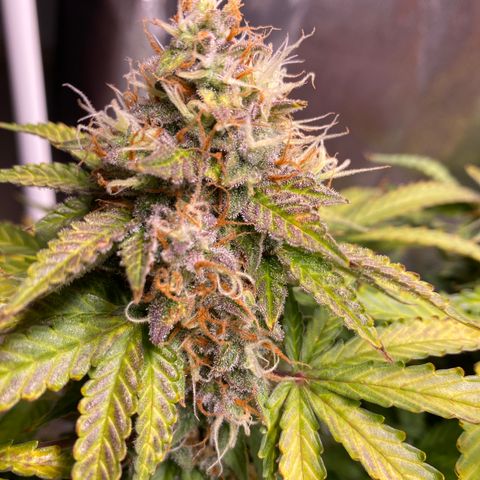 Gorilla Glue Auto #1 growlog timeline photo