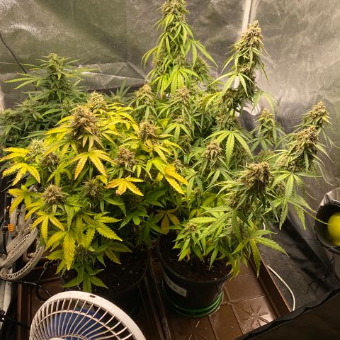 Gorilla Glue Auto #1 growlog photo: Último flush 