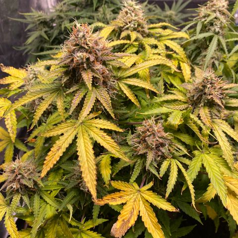 Gorilla Glue Auto #1 growlog timeline photo
