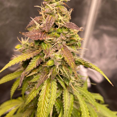Gorilla Glue Auto #1 growlog timeline photo