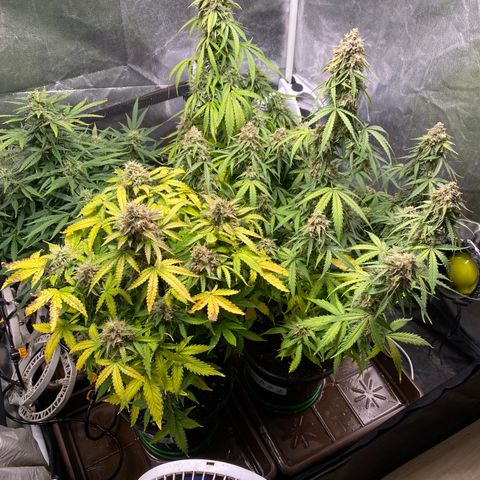 Gorilla Glue Auto #1 growlog timeline photo