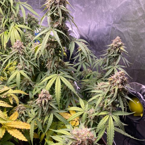 Gorilla Glue Auto #1 growlog timeline photo