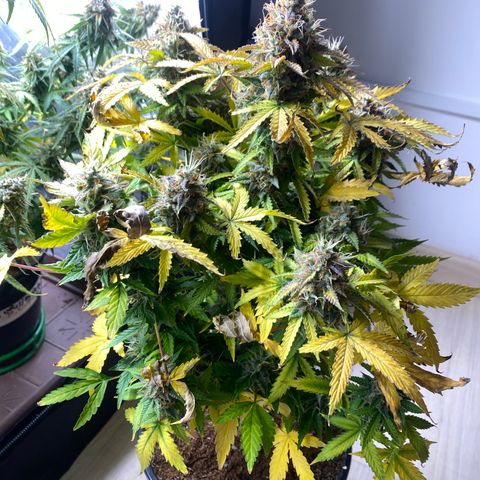 Gorilla Glue Auto #1 growlog timeline photo