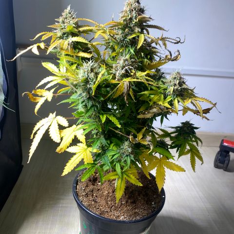 Gorilla Glue Auto #1 growlog timeline photo