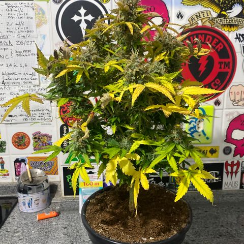 Gorilla Glue Auto #1 growlog timeline photo