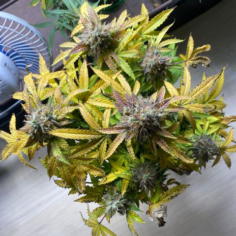Gorilla Glue Auto #1 growlog timeline photo