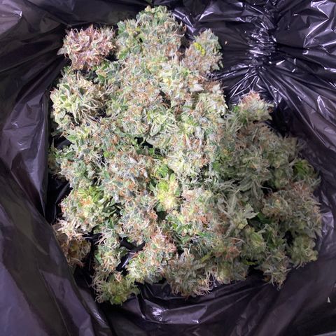 Gorilla Glue Auto #1 growlog photo: 142g