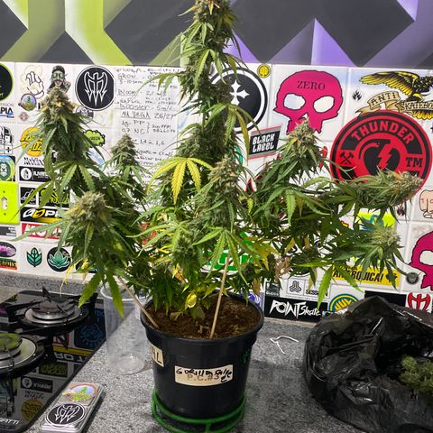 Gorilla Glue Auto #2 growlog photo: Já tinha cortado alguns galhos