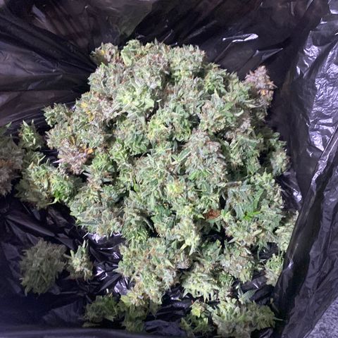 Gorilla Glue Auto #2 growlog photo: 190g