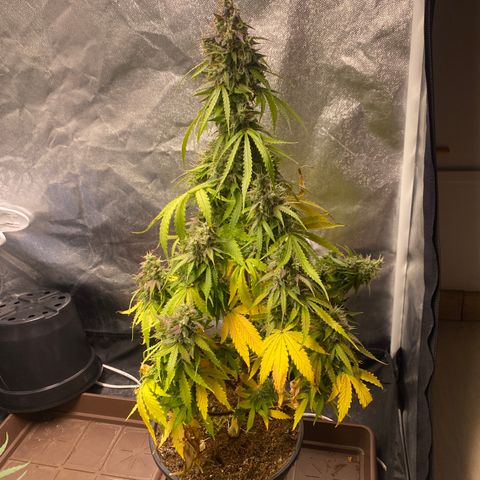 Gorilla Zkittlez Auto #2 growlog timeline photo