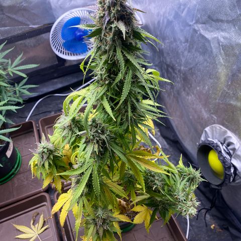 Gorilla Zkittlez Auto #2 growlog timeline photo