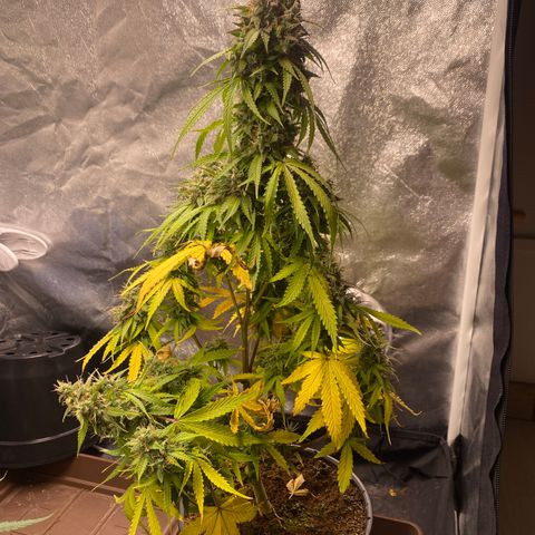 Gorilla Zkittlez Auto #2 growlog timeline photo
