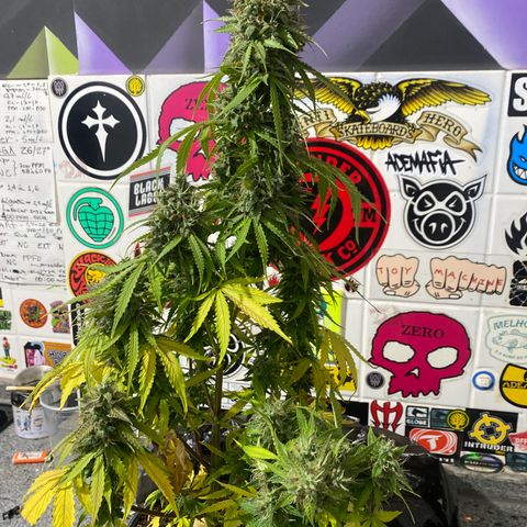 Gorilla Zkittlez Auto #2 growlog timeline photo