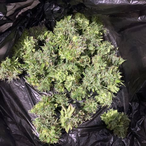 Gorilla Zkittlez Auto #2 growlog photo: 118g
