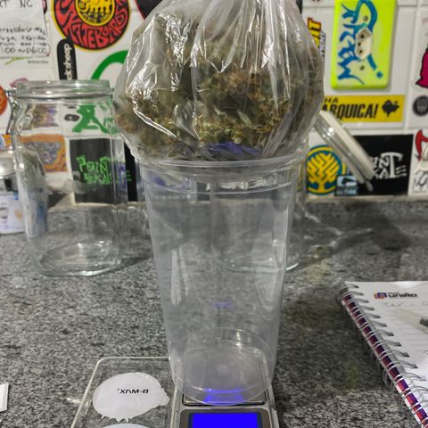 Gorilla Glue Auto #1 growlog timeline photo