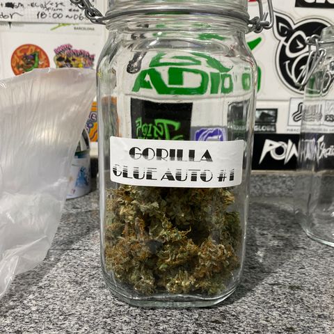 Gorilla Glue Auto #1 growlog timeline photo