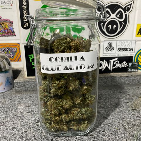 Gorilla Glue Auto #2 growlog timeline photo