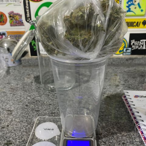 Gorilla Zkittlez Auto #2 growlog photo: 24,4g