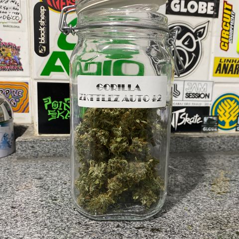 Gorilla Zkittlez Auto #2 growlog timeline photo
