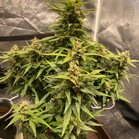 Gorilla Zkittlez Auto #1 growlog timeline photo