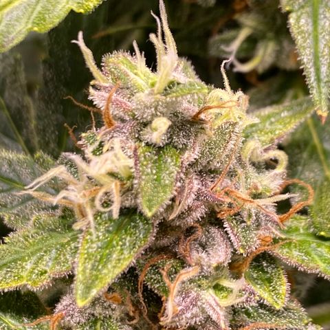 Gorilla Zkittlez Auto #1 growlog timeline photo