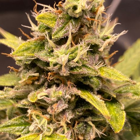 Gorilla Zkittlez Auto #1 growlog timeline photo