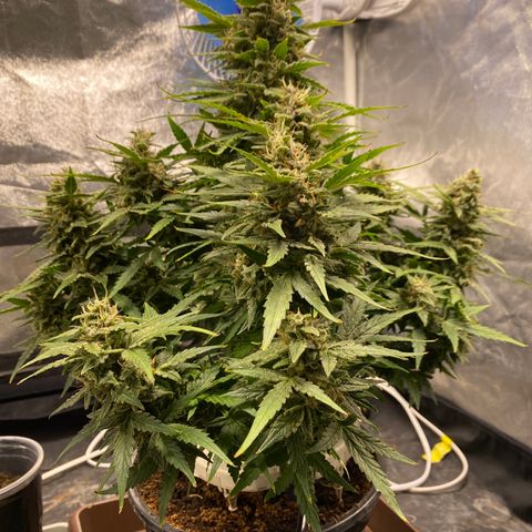 Gorilla Zkittlez Auto #1 growlog timeline photo