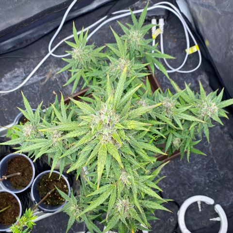 Gorilla Zkittlez Auto #1 growlog timeline photo