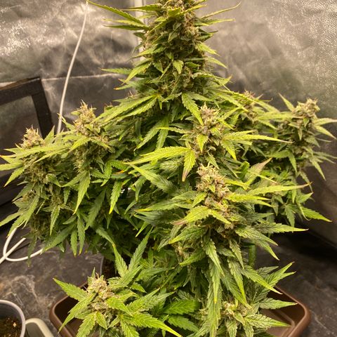Gorilla Zkittlez Auto #1 growlog timeline photo