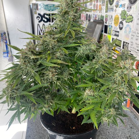 Gorilla Zkittlez Auto #1 growlog timeline photo