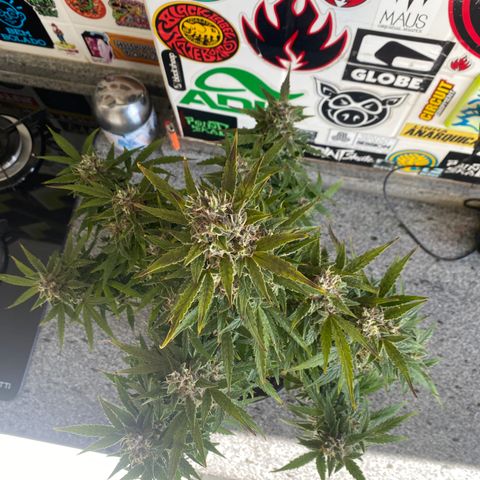Gorilla Zkittlez Auto #1 growlog timeline photo