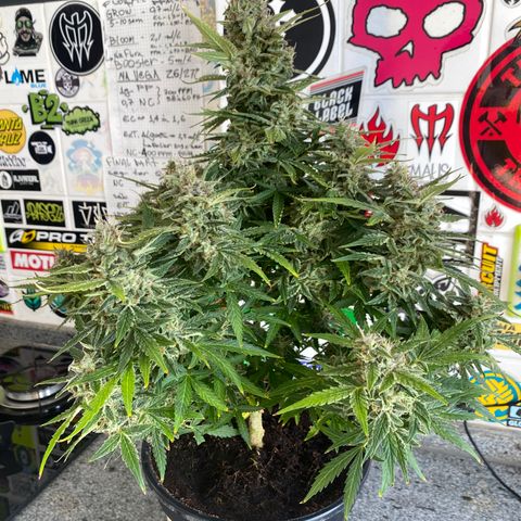 Gorilla Zkittlez Auto #1 growlog photo: Último flush